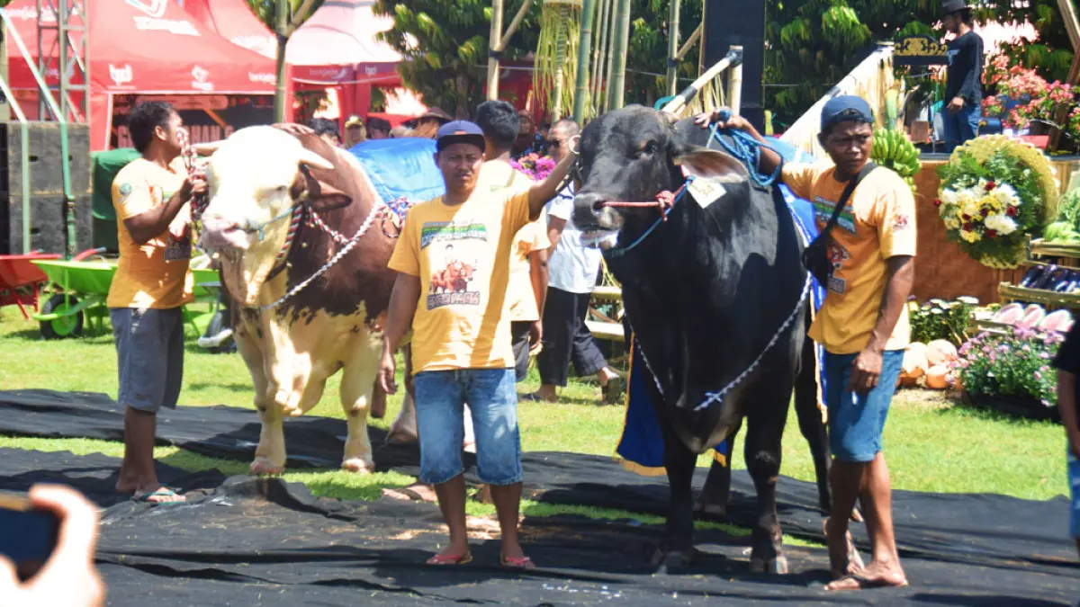 BOBOT 1,36 TON: Sapi Simmental bernama Max Tojo (kiri) dinyatakan sebagai juara 1 kontes sapi kategori ekstrem di Lapangan Kedungasri, Tegaldlimo, Rabu (6/5). (Zamrozi Wahyu/Radar Banyuwangi)