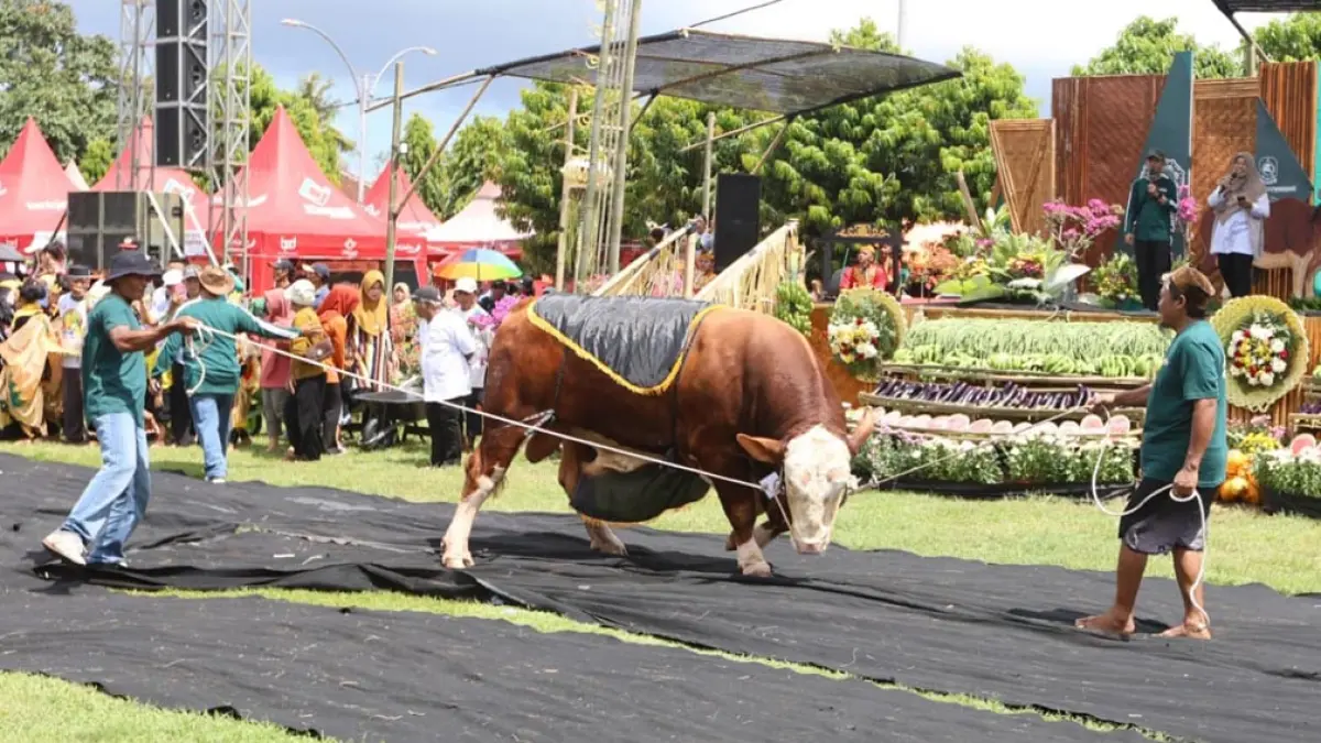 Ratusan sapi jumbo meramaikan Parade Ternak Banyuwangi 2026. Tampilkan sapi unggulan hingga 1 ton, harga tembus ratusan juta jelang Idul Adha. (foto: banyuwangikab.go.id)