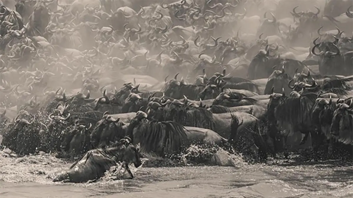 “Wildebeest” karya fotografer asal Singapura William Chua, pemenang penghargaan The Pano Awards Southeast Asia Open Photographer of the Year 2025, sebuah jepretan panorama detail yang mengabadikan betapa intensnya migrasi besar-besaran di Kenya.