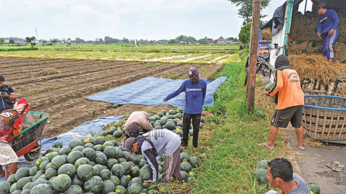 BARU PETIK: Petani sedang memanen semangka di area persawahan Desa Tembokrejo, Kecamatan Muncar, Minggu (10/5). (Zamrozi Wahyu/Radar Banyuwangi)
