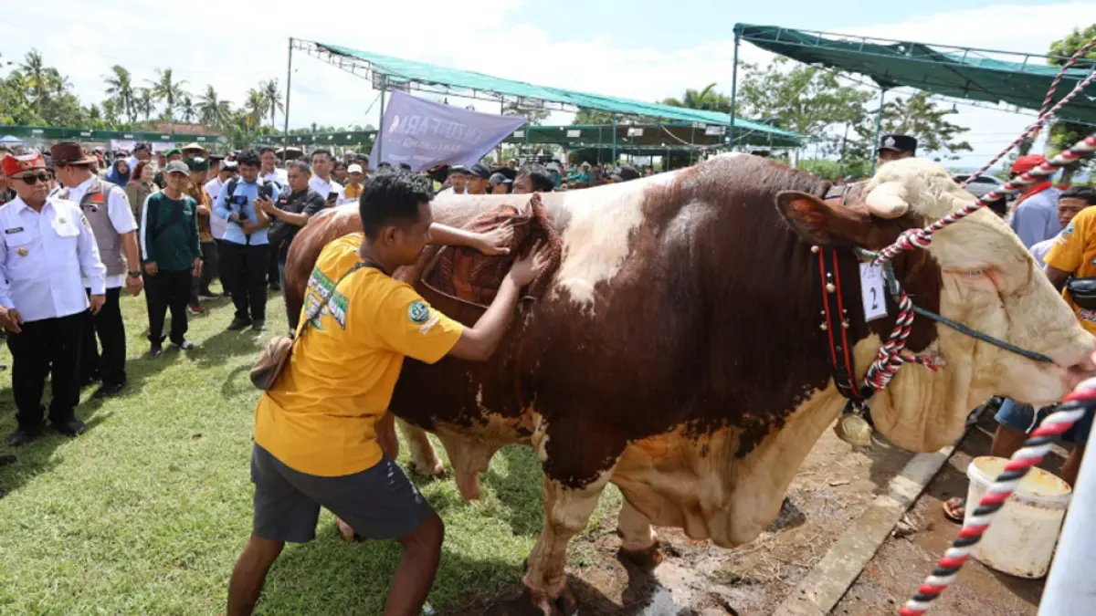 Kontes sapi Banyuwangi 2026 di Tegaldlimo menampilkan sapi jumbo hingga 1 ton, jadi buruan jelang Idul Adha. (banyuwangitourism.com)