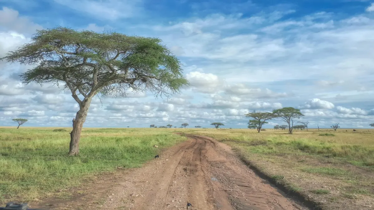 Studi terbaru mengungkap benua Afrika berpotensi terbelah lebih cepat. (Pexels/ross green)