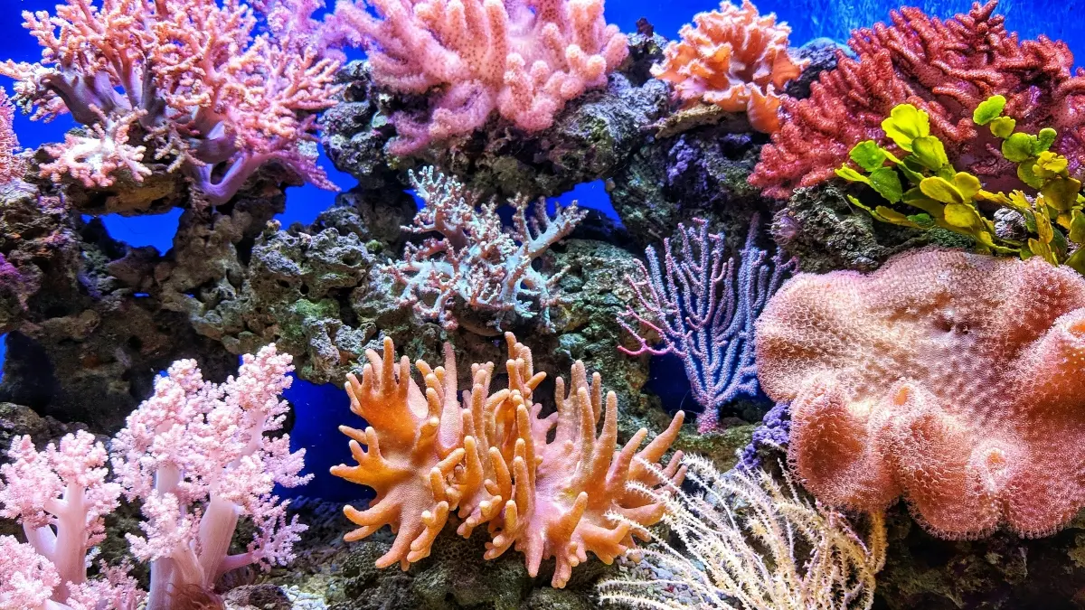 Teknologi speaker bawah laut atau acoustic enrichment digunakan untuk memulihkan terumbu karang rusak. (Pexels/QUI NGUYEN)