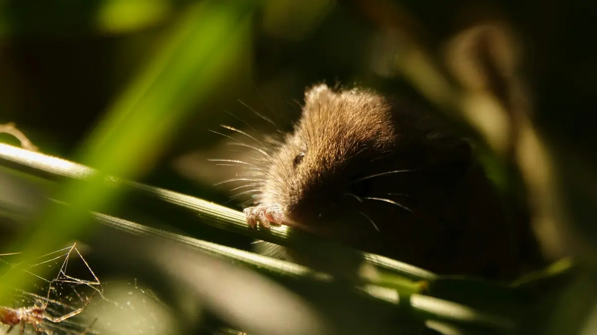 WHO mengawasi wabah hantavirus Andes di kapal pesiar M.V. Hondius setelah delapan kasus ditemukan, termasuk tiga kematian. (Pexels/Adrien Stachowiak)