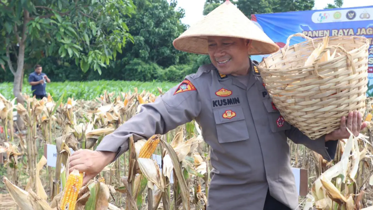 KETAHANAN PANGAN: Perwira Polresta Banyuwangi AKP Kusmin ikut memanen jagung dalam panen raya Kuartal II di area persawahan Giri, Sabtu 16/5). (Humas Polresta Banyuwangi)