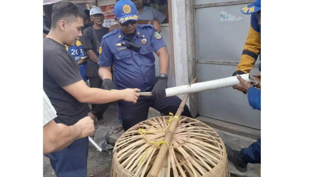 RESAHKAN WARGA: Petugas Damakarmat evakuasi monyet di pemukiman warga Dusun Muncar, Desa Tembokrejo, Kecamatan Muncar pada Senin (19/5). (Dok. Damkarmat Banyuwangi)