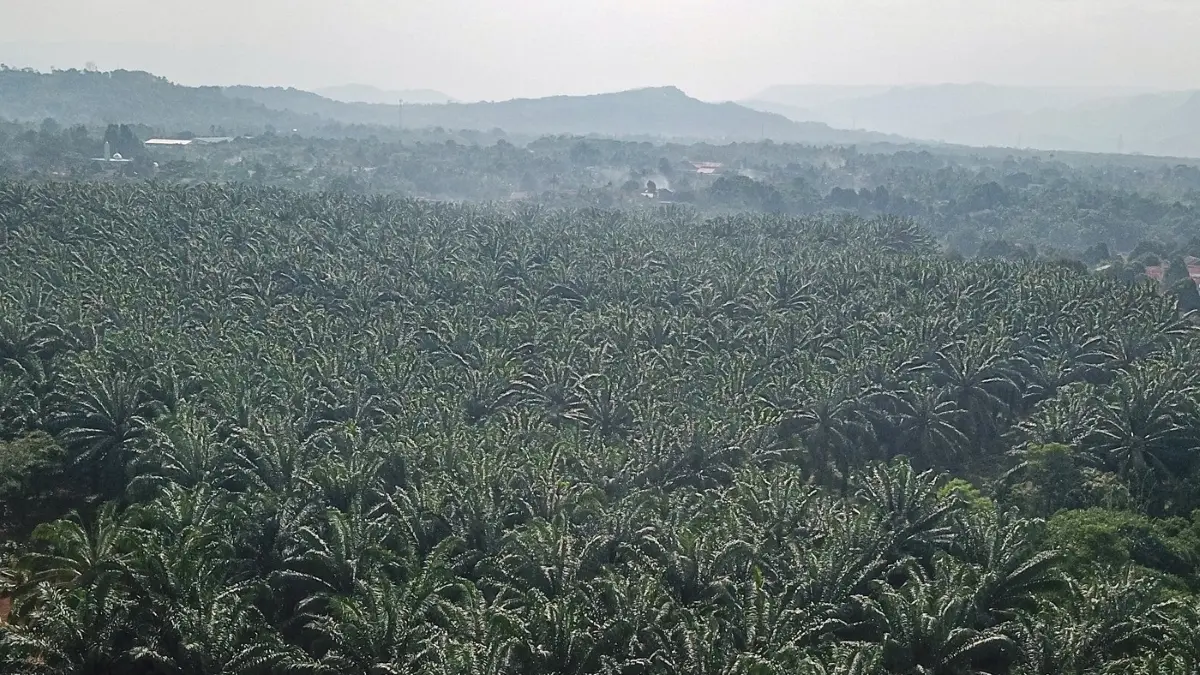 Harga TBS kelapa sawit di Aceh Singkil turun drastis menjadi Rp1.850 per kilogram. (JawaPos.com)