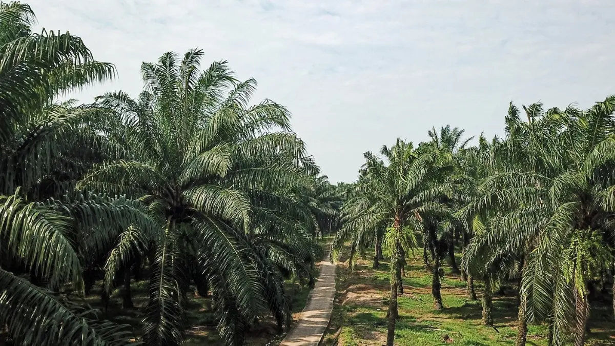 Harga TBS kelapa sawit di Kabupaten Dharmasraya, Sumatera Barat, turun drastis hingga Rp750 per kilogram. (JawaPos.com)