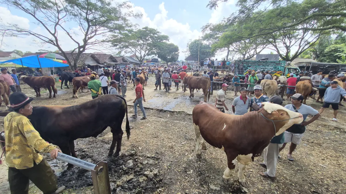 BERGELIAT: Transaksi jual beli sapi kurban di pasar hewan Desa Karangharjo, Kecamatan Glenmore mendekati Hari Raya Idul Adha 1447 Hijriah, Sabtu (23/5). (Salis Ali/Radar Banyuwangi)