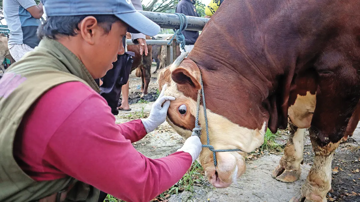 ANTE MORTEM: Petugas Puskeswan Kalibaru mengecek kondisi mata dan mulut sapi simental berukuran jumbo di Pasar Hewan Desa Karangharjo, Kecamatan Glenmore, Jumat (22/5). (Salis Ali/Radar Banyuwangi)