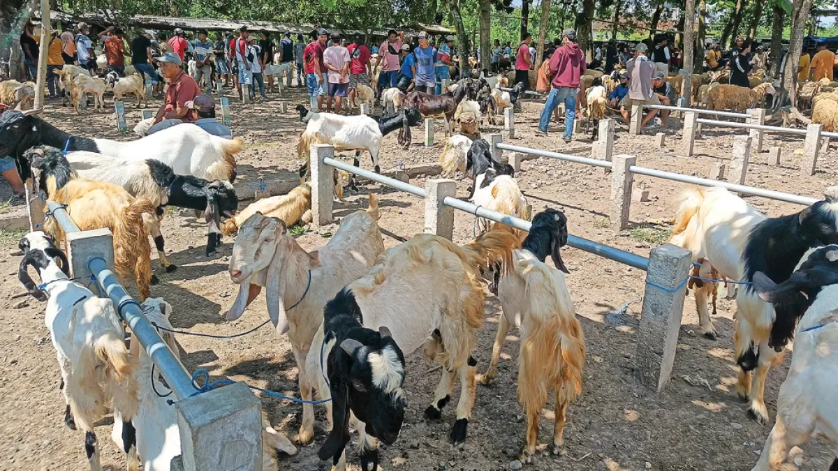 DIBURU PEMBELI: Menjelang Perayaan Idul Adha, ratusan kambing dan domba siap sembelih memadati Pasar Hewan Wringinpitu. Kecamatan Tegaldlimo, Minggu (24/5). (Zamrozi Wahyu/Radar Banyuwangi)