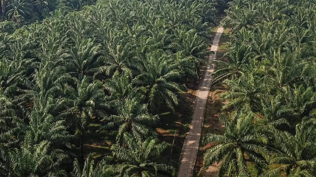 Harga TBS sawit di Kalbar, Bengkulu, dan Kalteng anjlok dalam beberapa hari terakhir. (JawaPos.com)