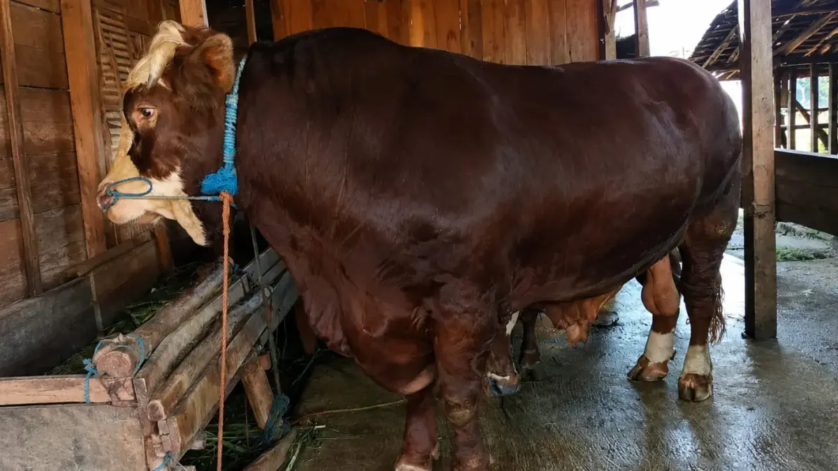 Sapi kurban Presiden Prabowo asal Jepara berbobot 1.070 kg. Sapi bernama Suro dibeli Rp115 juta setelah dipelihara alami 4 tahun. (Radar Pati)