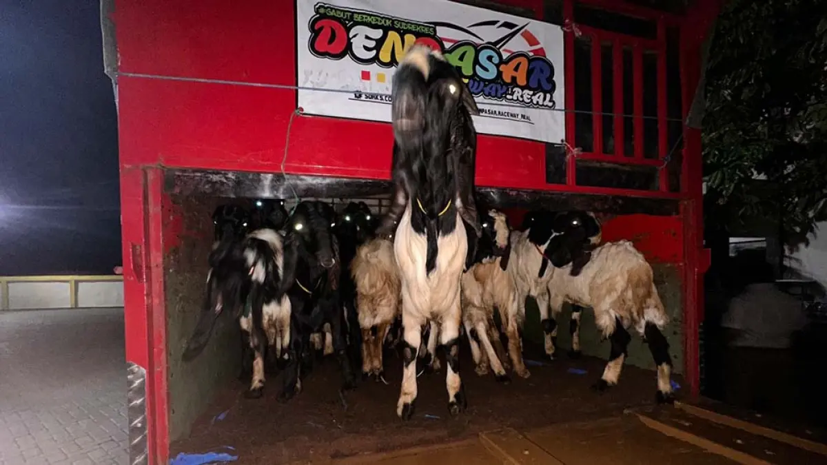 TANPA DOKUMEN: Sebanyak 50 ekor kambing peranakan etawa tanpa dokumen kesehatan tujuan Denpasar diamankan Balai Karantina di Pelabuhan LCM Ketapang, Sabtu malam (23/5). (Balai Karantina for Radar Banyuwangi)