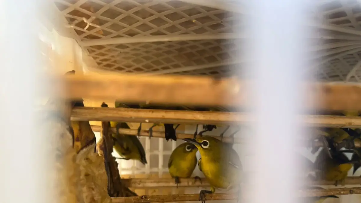Karantina Jatim gagalkan penyelundupan 493 burung di Ketapang Banyuwangi. Modus disembunyikan di ruang CO2 kapal bersama truk dan ABK. (karantinaindonesia.go.id)