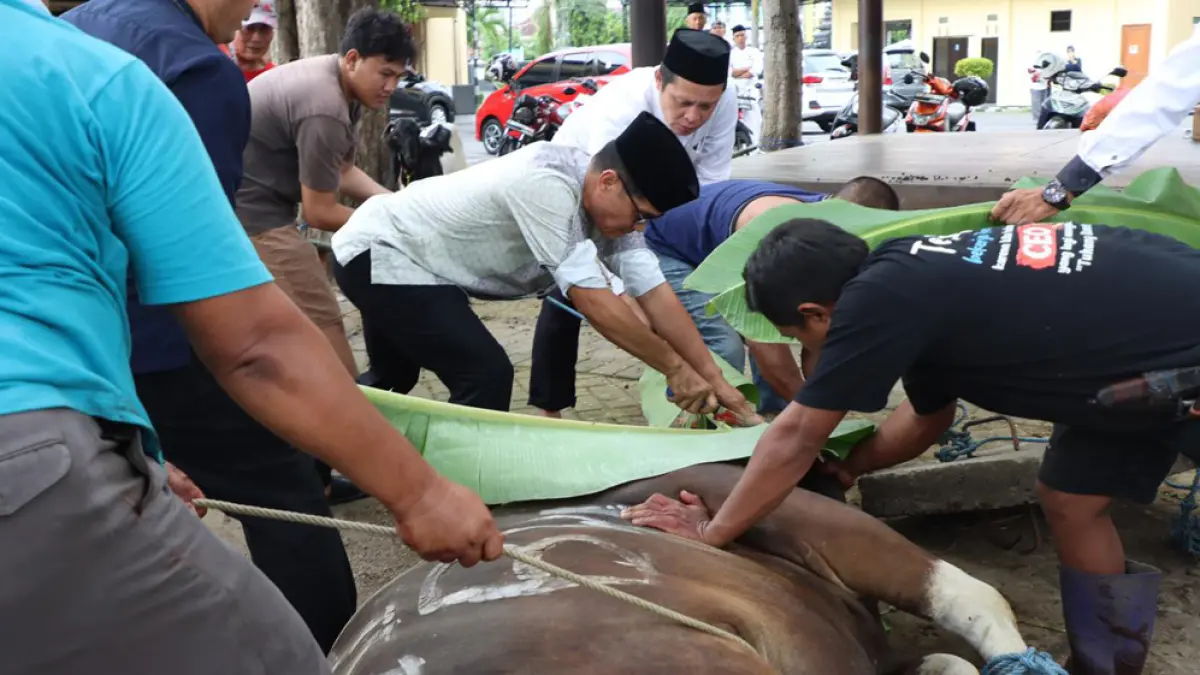 Kombespol Rofiq Ripto menyembelih sapi kurban di depan Masjid Roudlotul Jannah Polresta Banyuwangi, Rabu (27/5). (Humas Polresta Banyuwangi)