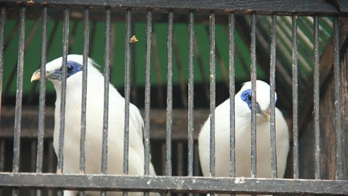 Populasi Jalak Bali di Desa Sumberklampok terus meningkat. Kelompok Manuk Jegeg berhasil menghasilkan 90 anakan dari penangkaran warga. (Dok. Radar Bali)