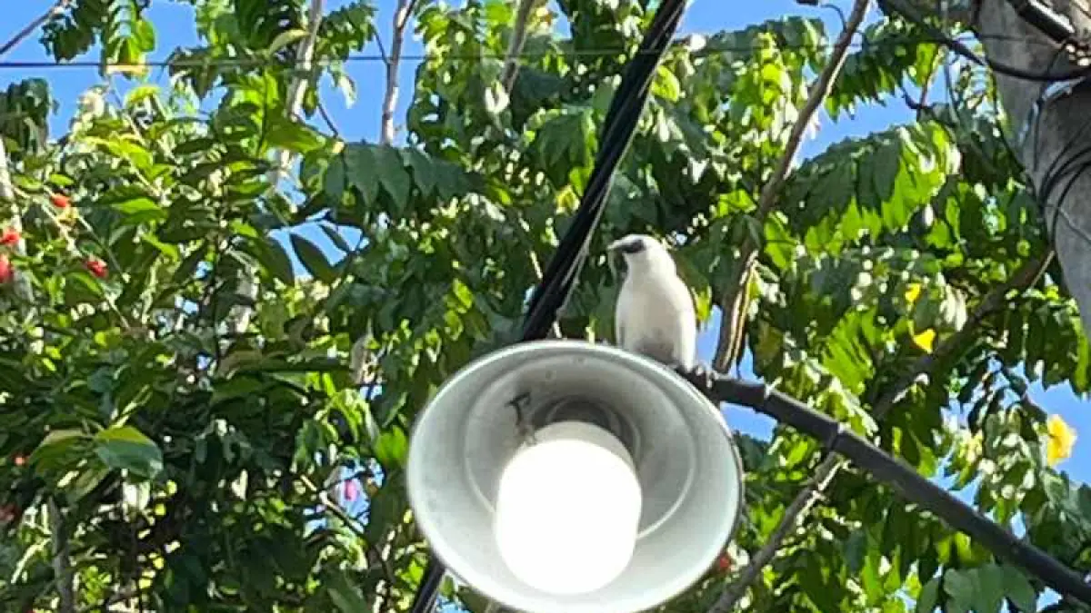 SANTAI DI ATAS LAMPU: Burung jalak putih ini sudah menyatu dengan lingkungannya di Banjar Tingkih Kerep, Tengkudak, Penebel, Bali. (foto: Fajar Bagaskara for Radar Bali)