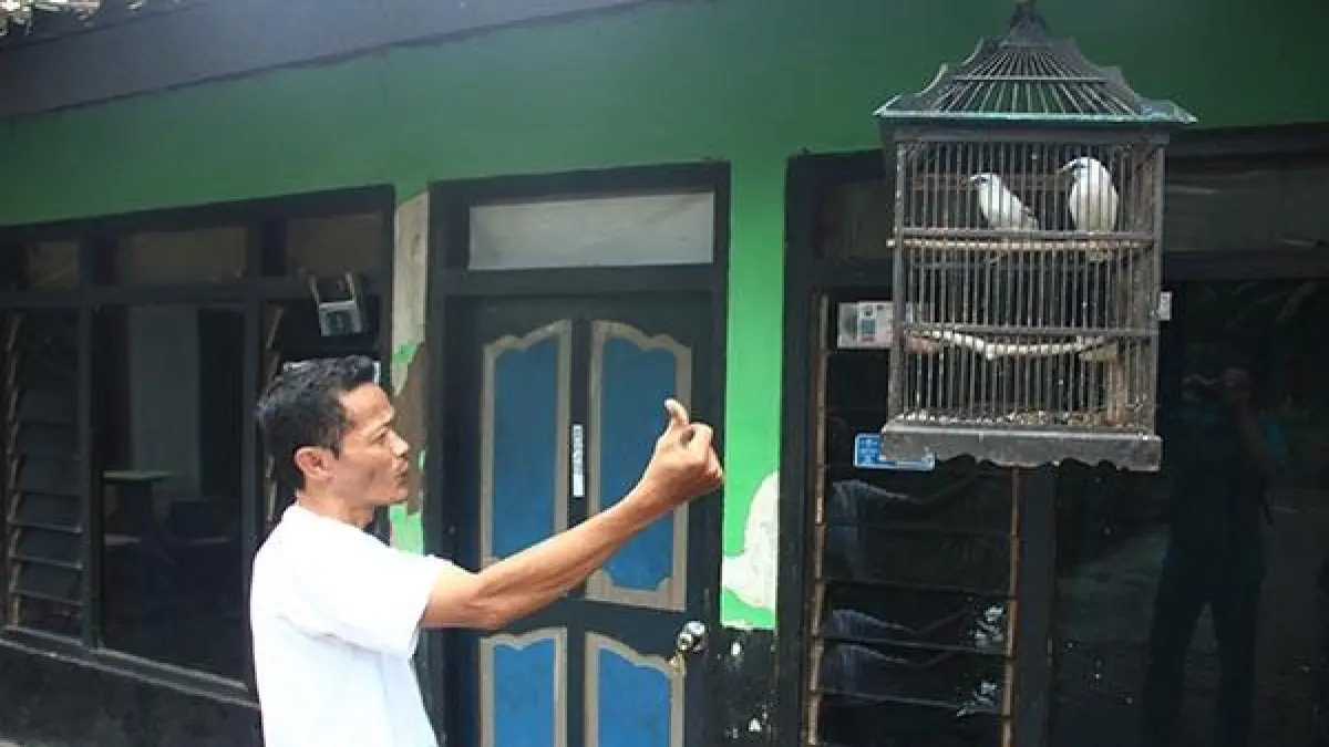Warga Sumberklampok jual Jalak Bali hingga Rp15 juta per pasang dan siapkan program adopsi wisatawan untuk konservasi satwa langka. (Dok. Radar Bali)
