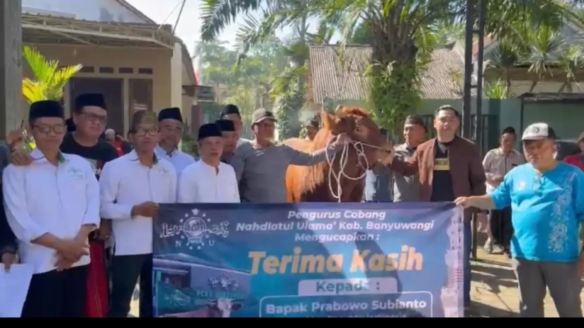 SAPI KURBAN: Sapi bantuan dari Presiden Prabowo Subianto diserahterimakan kepada pengurus PCNU Banyuwangi di kediaman Ketua PCNU Ahmad Turmudi di Desa Tegalarum, Sempu pukul 11.30, Sabtu (30/5). (Dok. PCNU)