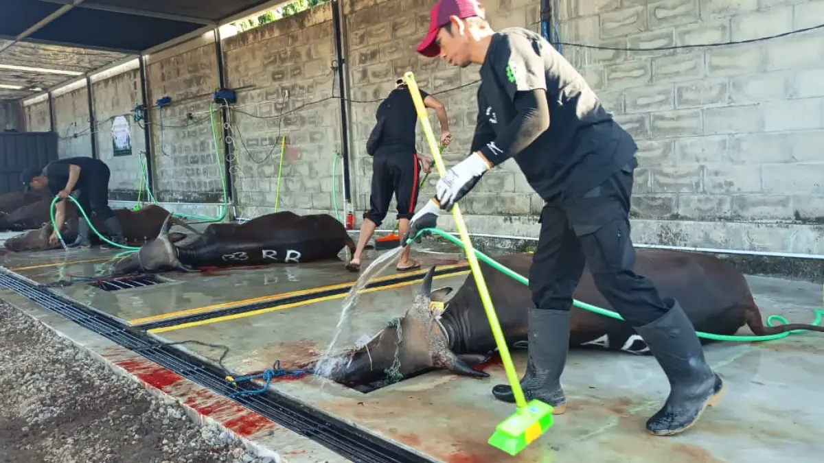LANGSUNG BERSIH : Setelah penyembelihan panitia langsung menyemprotkan air agar darah maupun kotoran langsung terbuang ke sanitasi sebelum hewan qurban dikuliti. (Gerda/RadarBanyuwangi.id)