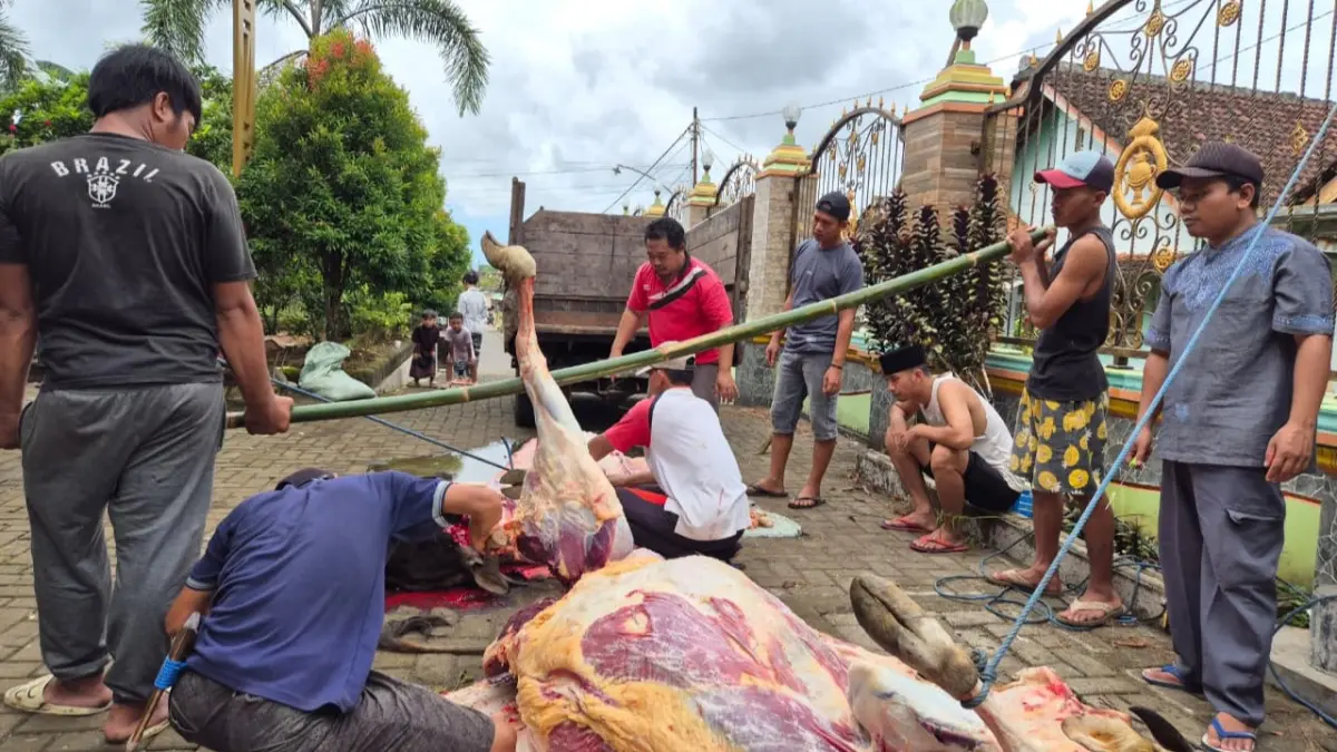 Semangat berkurban warga NU Banyuwangi pada Idul Adha 1447 Hijriah terus meningkat. (Istimewa)