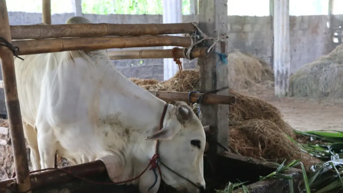 Populasi Sapi Jawa Terancam, UGM Bergerak Selamatkan Sapi Peranakan Ongole dengan Teknologi Reproduksi dan Smart Farm. (ugm.ac.id)
