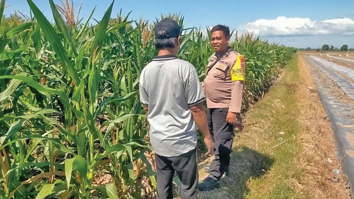 Bhabinkamtibmas Polsek Muncar melakukan montoring panen jagung milik warga setempat. (Humas Polresta Banyuwangi)