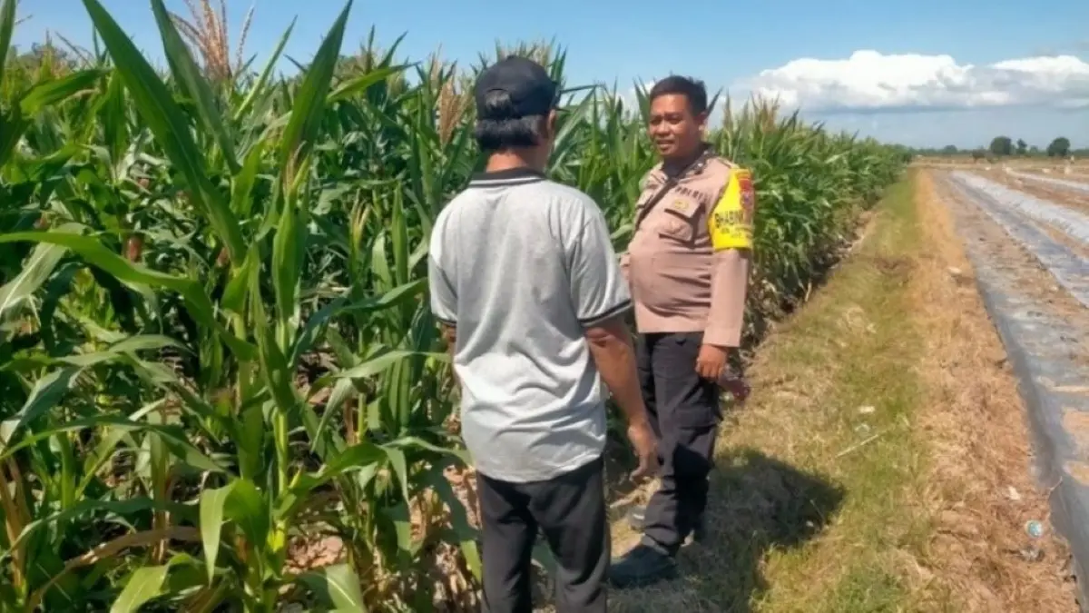 Bhabinkamtibmas Polsek Muncar memantau panen jagung di Desa Wringinputih, Banyuwangi. (Istimewa)