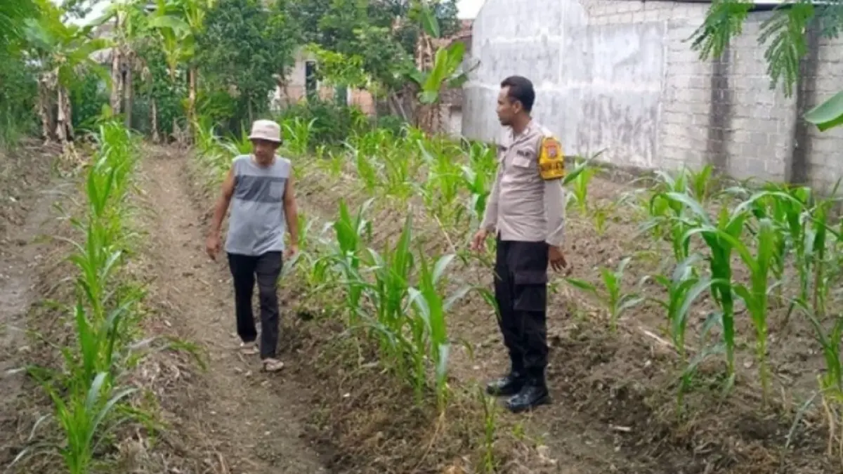 Bhabinkamtibmas Polsek Sempu mendampingi dan memantau pertumbuhan tanaman jagung milik warga di Desa Gendoh, Banyuwangi. (Istimewa)