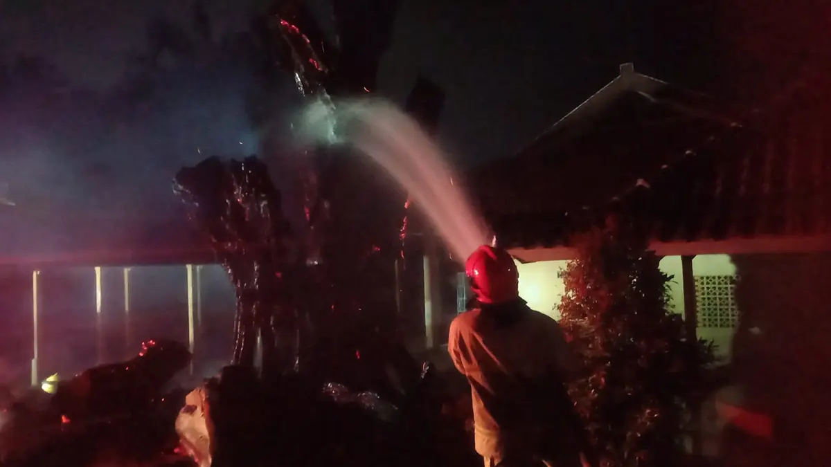Pohon Beringin di SMKN 1 Glagah Terbakar, Diduga Dipicu Korsleting Lampu Taman. (Damkarmat Banyuwangi)