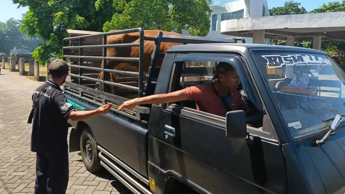 HARGA TINGGI: Pedagang sapi meninggalkan area Pasar Hewan Rogojampi, Rabu (17/6). (Zamrozi Wahyu/Radar Banyuwangi)