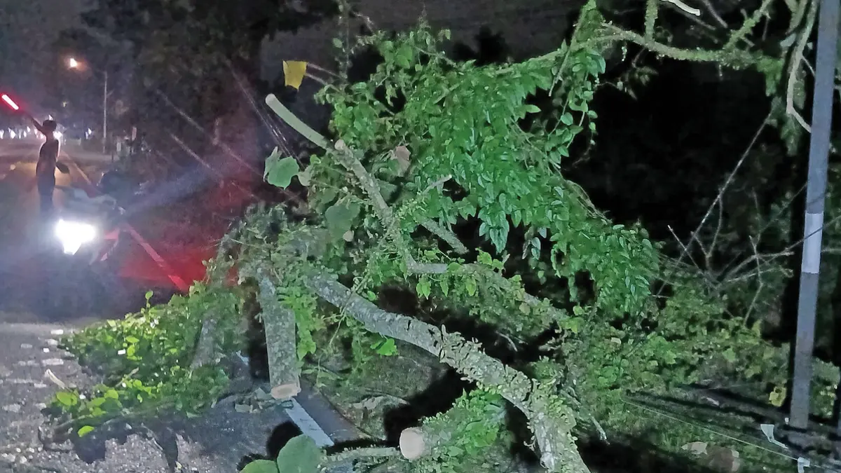 BIANG MACET: Dahan pohon randu berukuran jumbo patah hingga menutup separo badan jalan, tepatnya di Dusun Barurejo, Desa Kalibarumanis, Kecamatan Kalibaru, Rabu (17/6). (Mad Sholeh for Radar Banyuwangi)