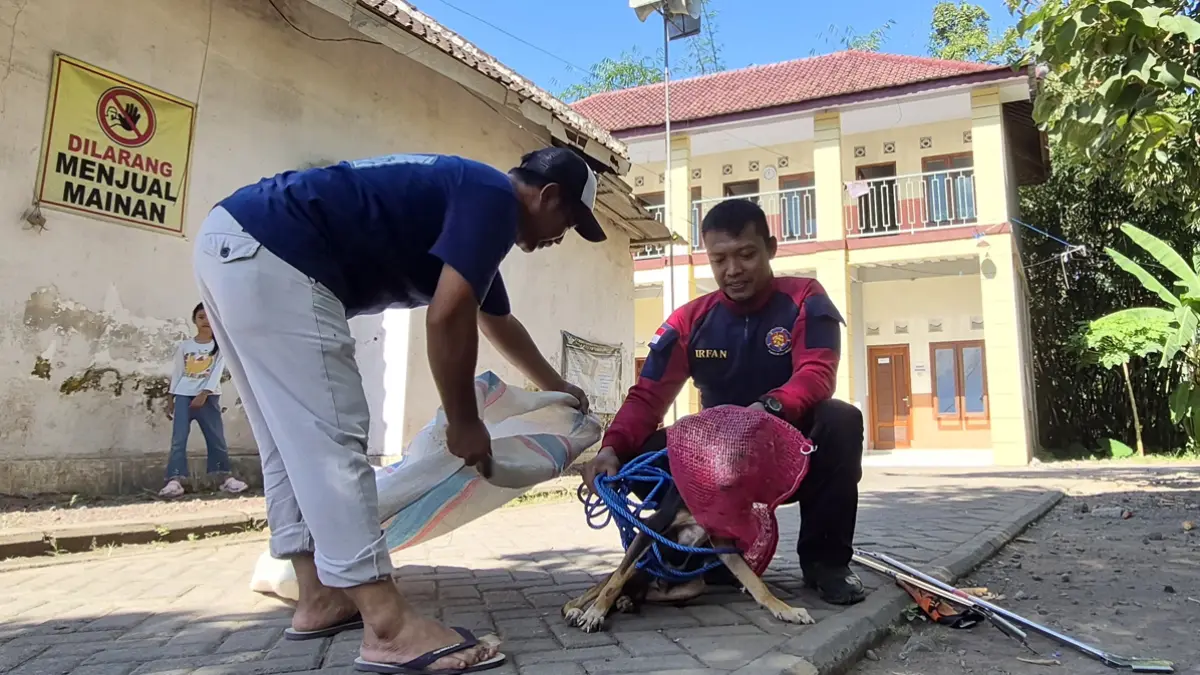 Petugas Damkarmat Sektor Genteng berhasil mengevakuasi anjing liar di Pondok Pesantren (Ponpes) Sabiluzzadil Muttaqien di Dusun Karanganyar, Desa Karangsari, Kecamatan Sempu, Jumat (19/6). (Salis Ali/Radar Banyuwangi)