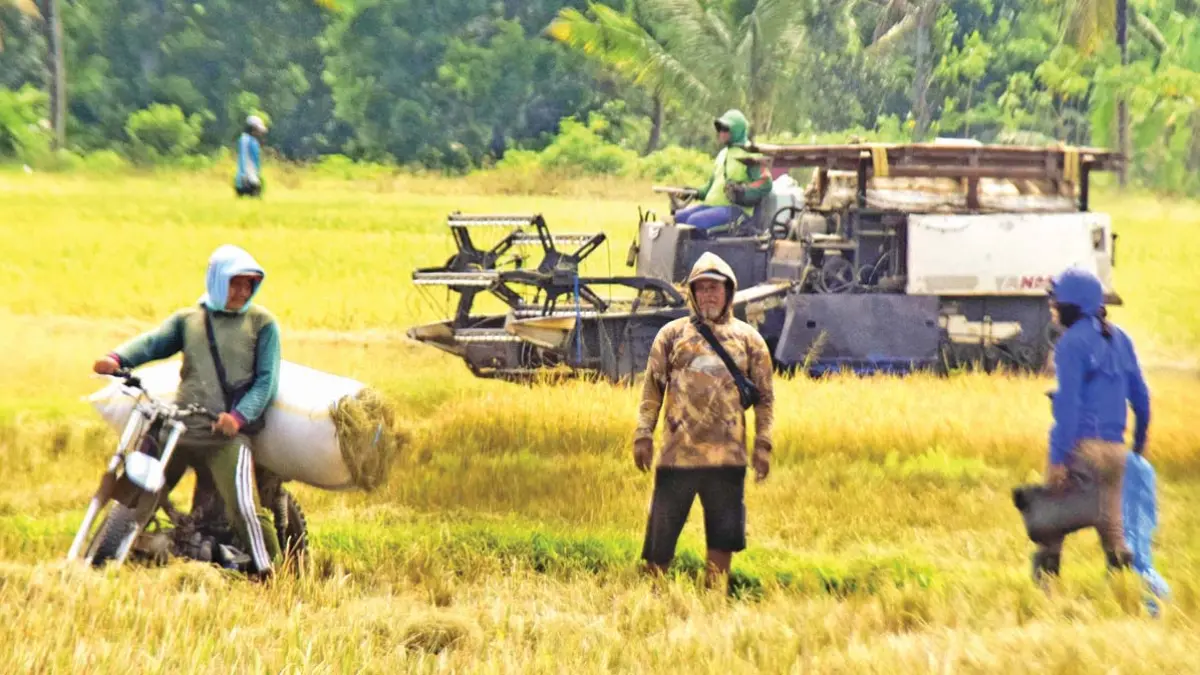 PANEN RAYA: Buruh manol bekerja mengangkut gabah di area persawahan Kecamatan Singojuruh pada April lalu (14/4). (Zamrozi Wahyu/Radar Banyuwangi)