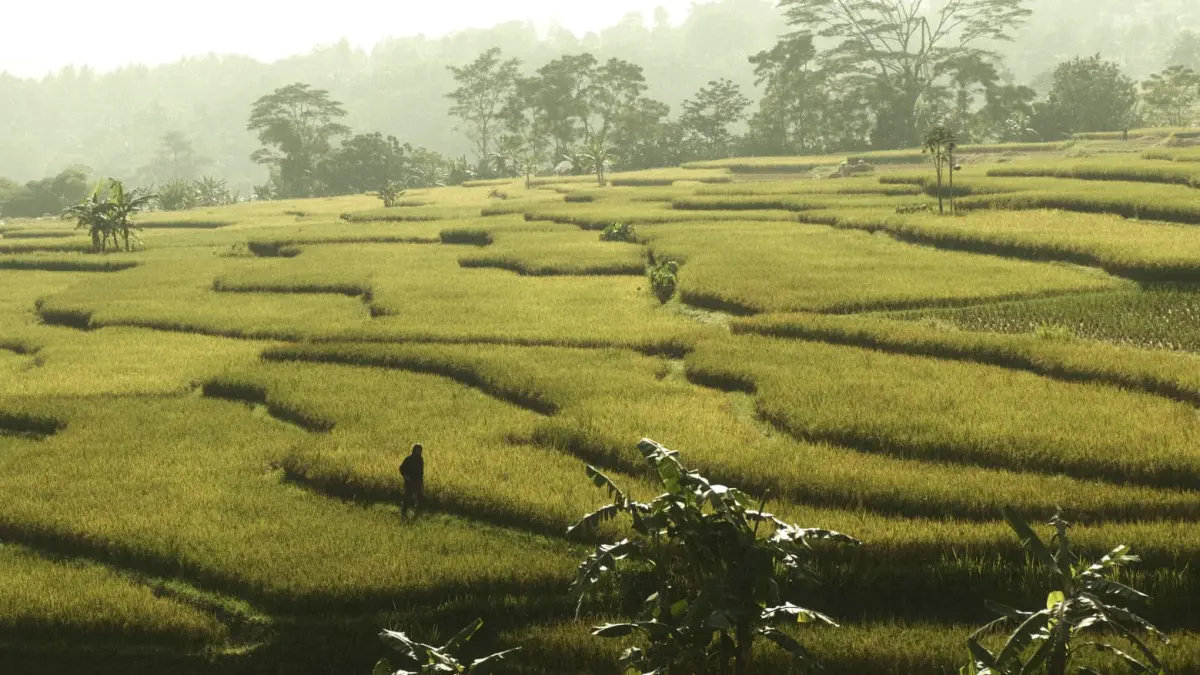 Produksi beras nasional Januari–Agustus 2026 diproyeksikan mencapai 25,28 juta ton. (Pexels/Ari Setiawan)