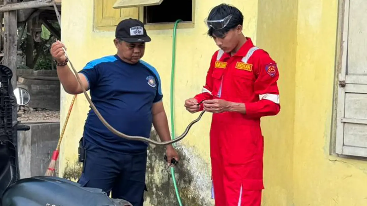 HEWAN MELATA: Petugas Damkarmat Sektor Srono mengevakuasi ular yang masuk di bodi sepeda motor pada Sabtu (4/7). (Heri Siswanto for Radar Banyuwangi)