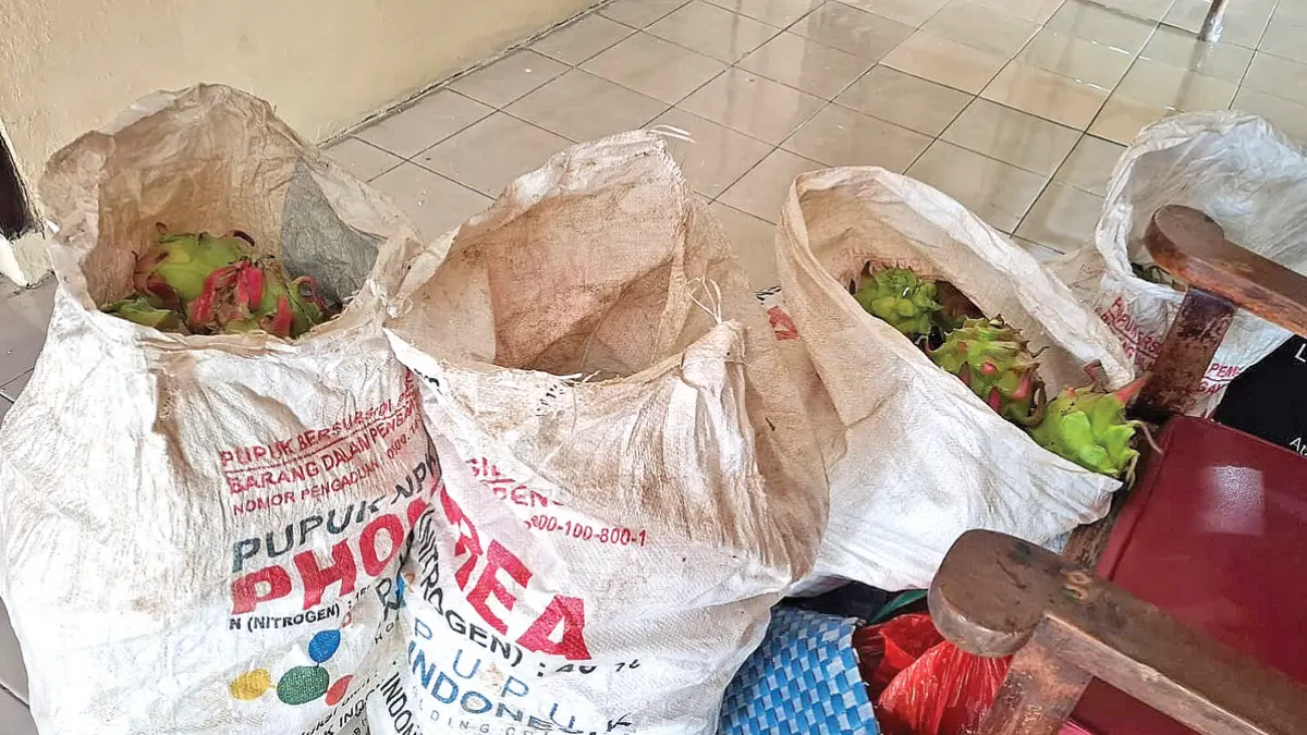 Wahid Mashuri beserta barang bukti ratusan kilogram buah naga hasil curian diamankan di Mapolsek Pesanggaran. (Foto: Polsek Pesanggaran)