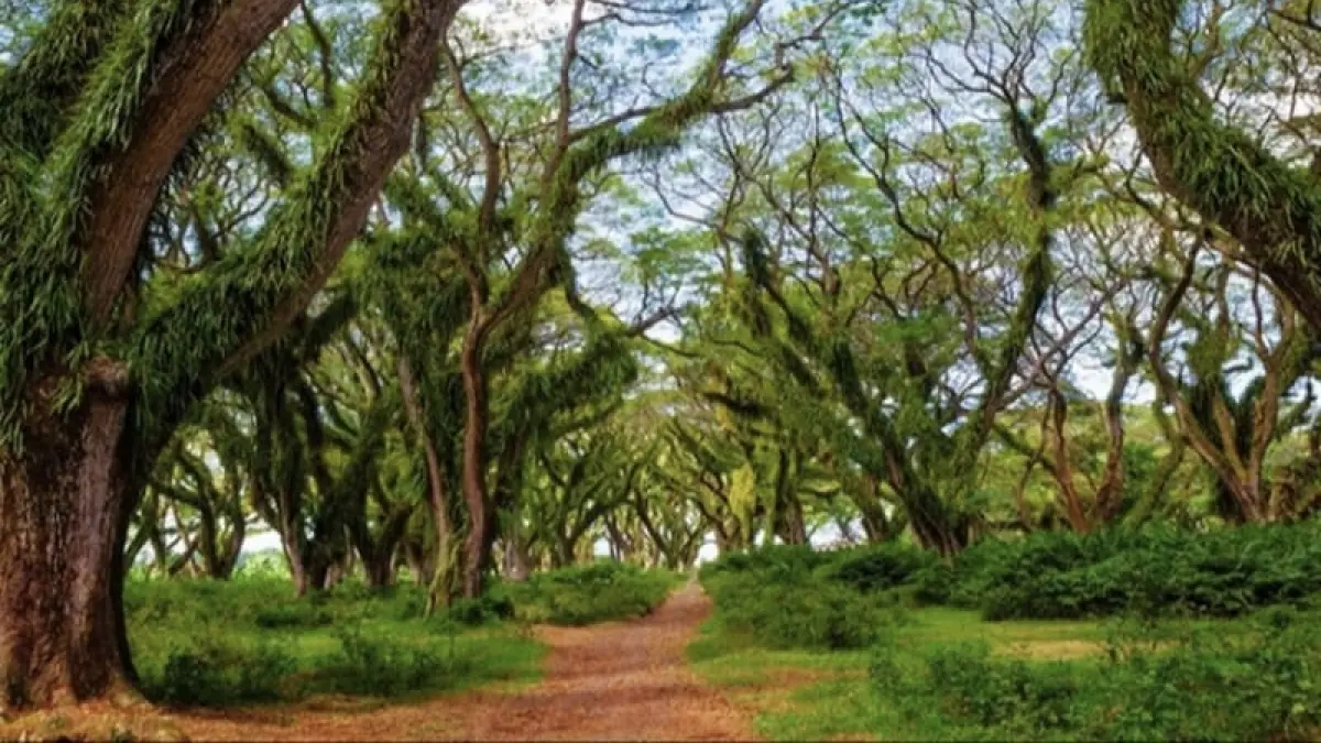De Djawatan Banyuwangi semakin dikenal sebagai lokasi syuting film horor nasional. (Banyuwangi Tourism)