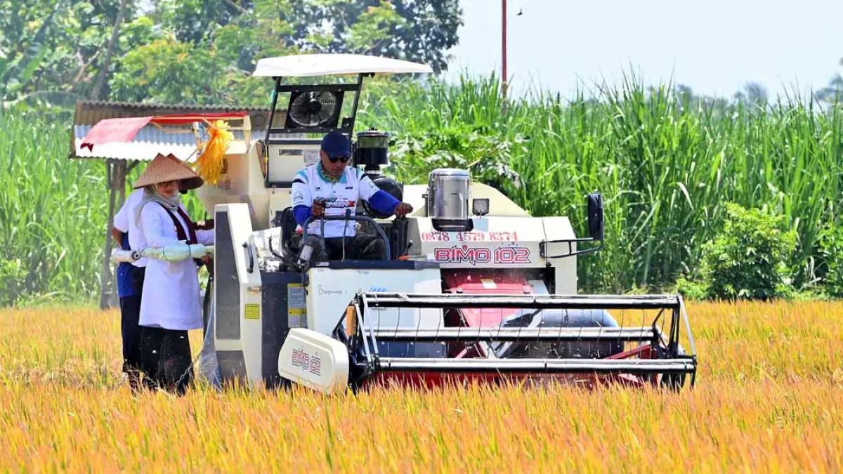 Bupati Ipuk Fiestiandani bersama personel TNI/Polri memanen padi bareng para petani di Desa Mangir, Kecamatan Rogojampi, pada September 2025 lalu. (Ramada Kusuma/Radar Banyuwangi)