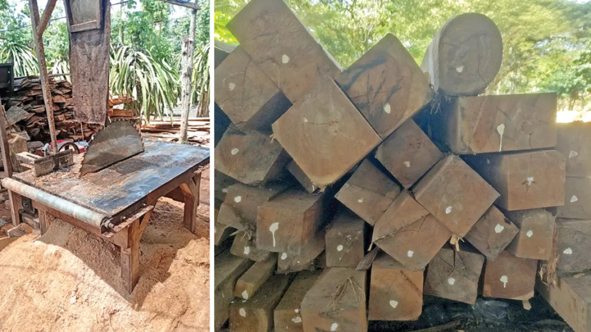 BARANG BUKTI: Tumpukan kayu yang diduga hasil pembalakan liar diamankan oleh petugas di TPK Gaul pada Rabu (8/7). (Foto: Polsek Bangorejo)