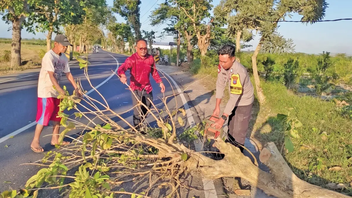 Selain memasang ban pembatas jalan, pohon “Maut” di Bok Putih Desa Kesilir, Kecamatan Siliragung, juga ditebang, Jumat (10/7). (Didik for Radar Banyuwangi)