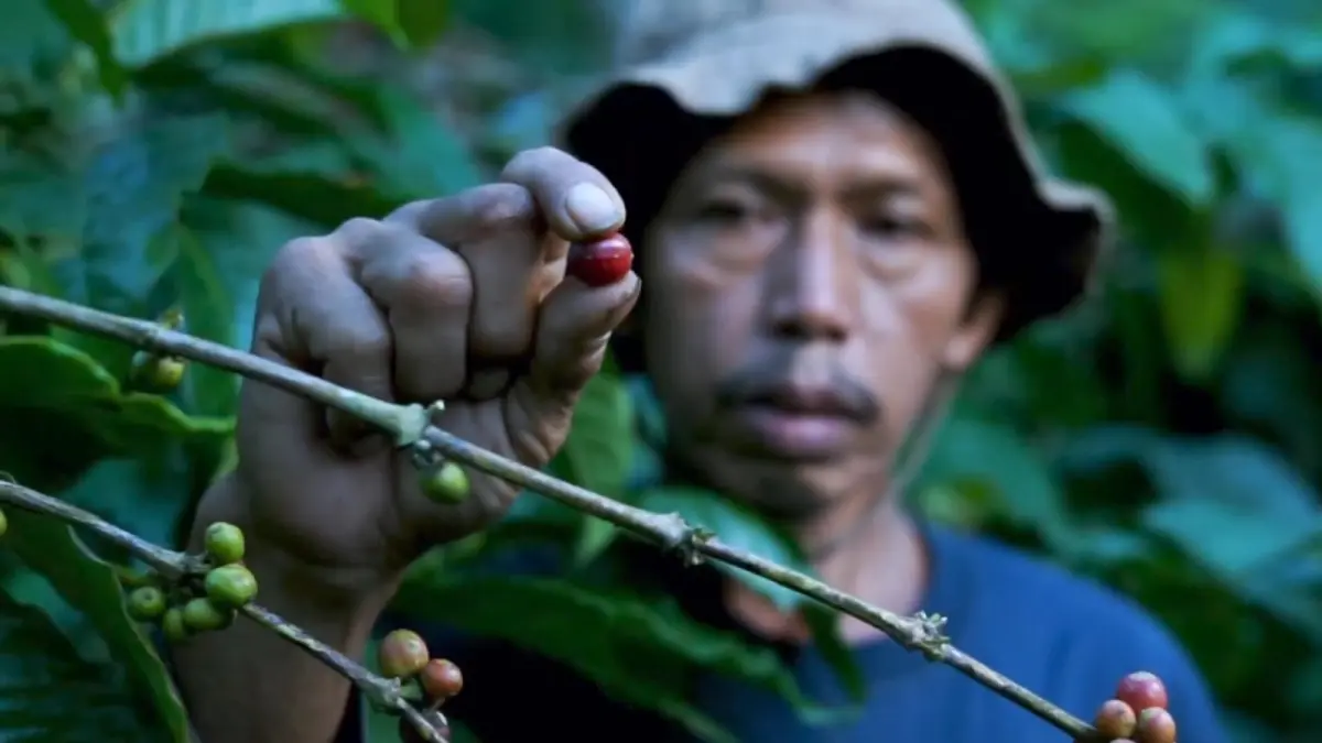 Kopi Lanang Banyuwangi semakin diminati pasar domestik dan internasional. (Dok. BCF SMKN 1 Banyuwangi)