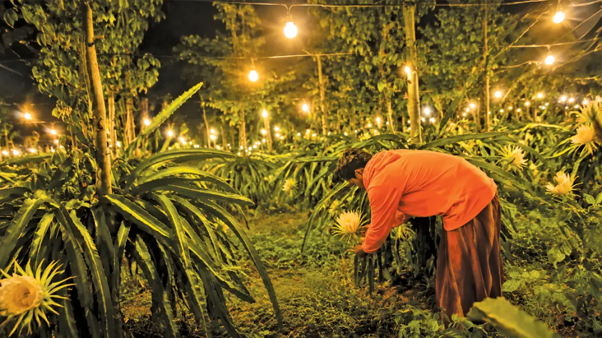 Petani Buah Naga sedang mengawinkan bunga di area persawahan Desa Kedunggebang, Kecamatan Tegaldlimo, Minggu malam (12/7). (Zamrozi Wahyu/Radar Banyuwangi)