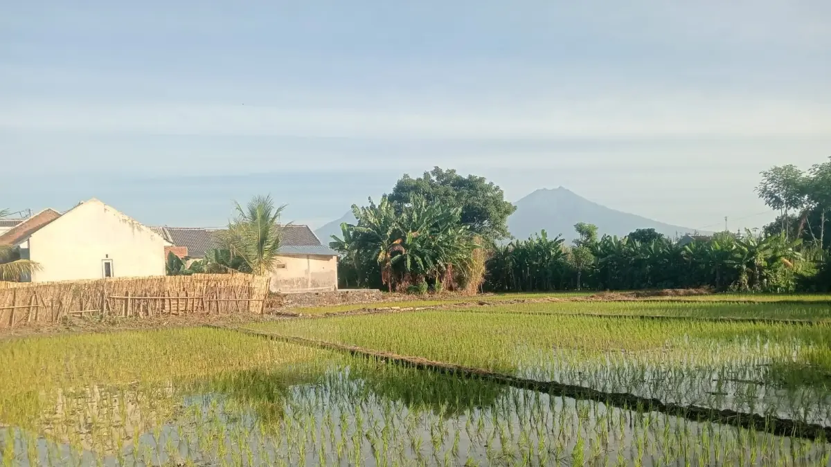 Petani kembali menanam padi setelah masa panen untuk menjaga produktivitas sawah dan stabilitas produksi beras. (Balquisse untuk Radar Banyuwangi)