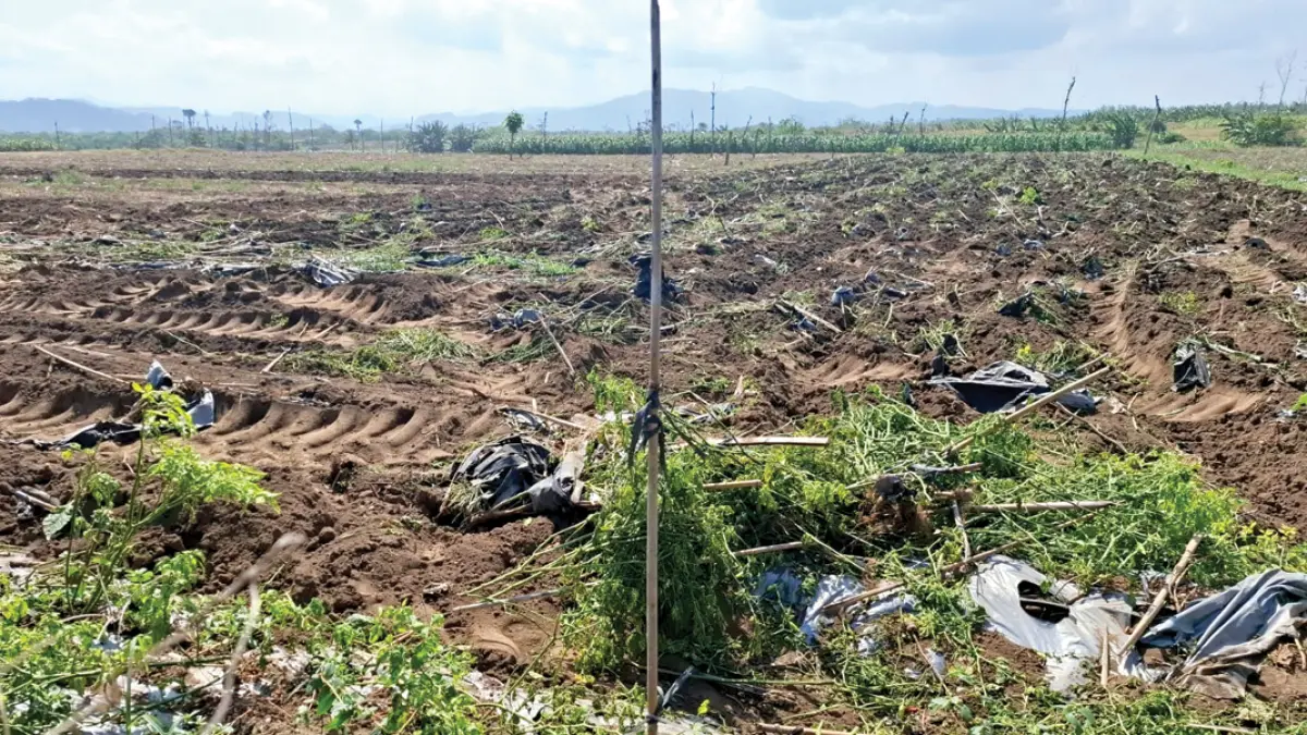 Lokasi lahan yang disengketakan di kawasan Kampung Baru Lampon, Dusun Ringinsari, Desa/Kecamatan Pesanggaran. (Salis Ali/Radar Banyuwangi)