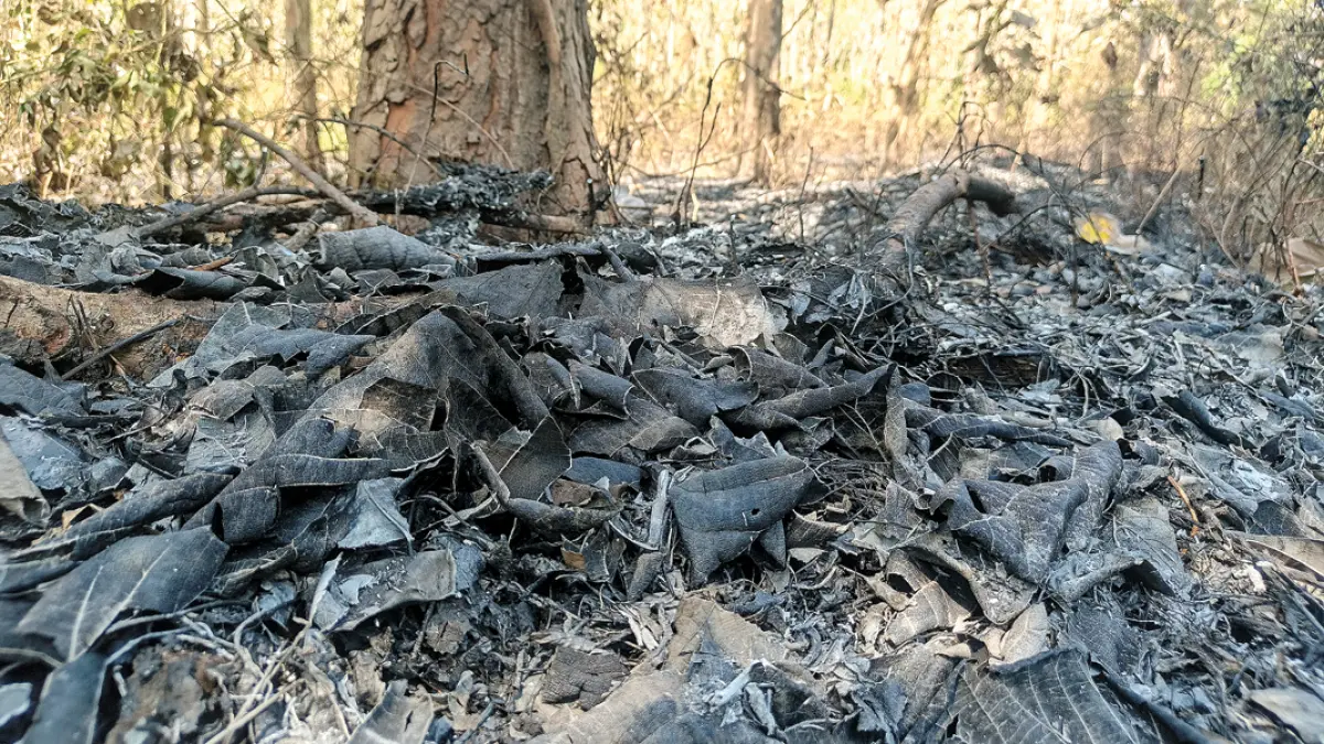 Tumpukan bekas dedaunan yang terbakar di kawasan hutan KPH Banyuwangi Selatan BKPH Curahjati Selasa (14/7). (Zamrozi Wahyu/Radar Banyuwangi)