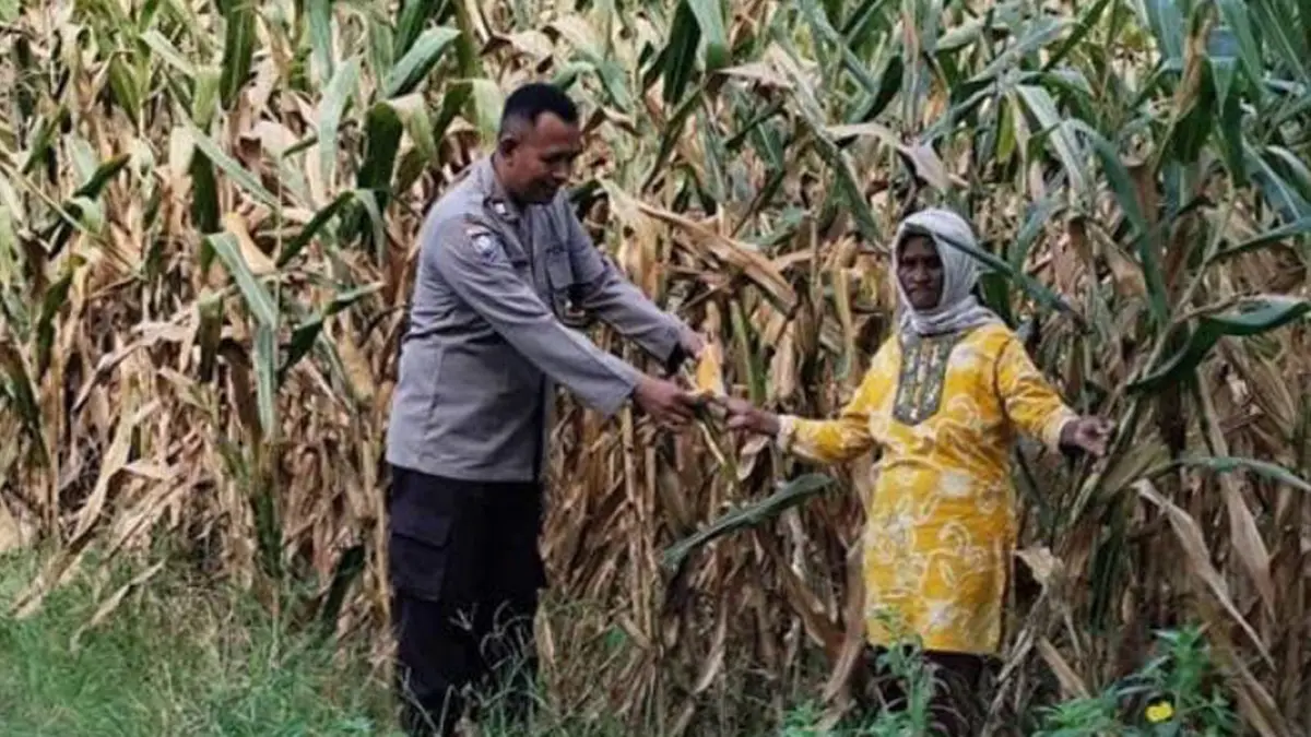 Bhabinkamtibmas Polsek Giri Aiptu Wawan Hadi Mansur memantau panen jagung milik Tutik di Dusun Delik I RT 01/RW 01, Desa Jambesari, Kecamatan Giri, Rabu (15/7). (Humas Polresta Banyuwangi)