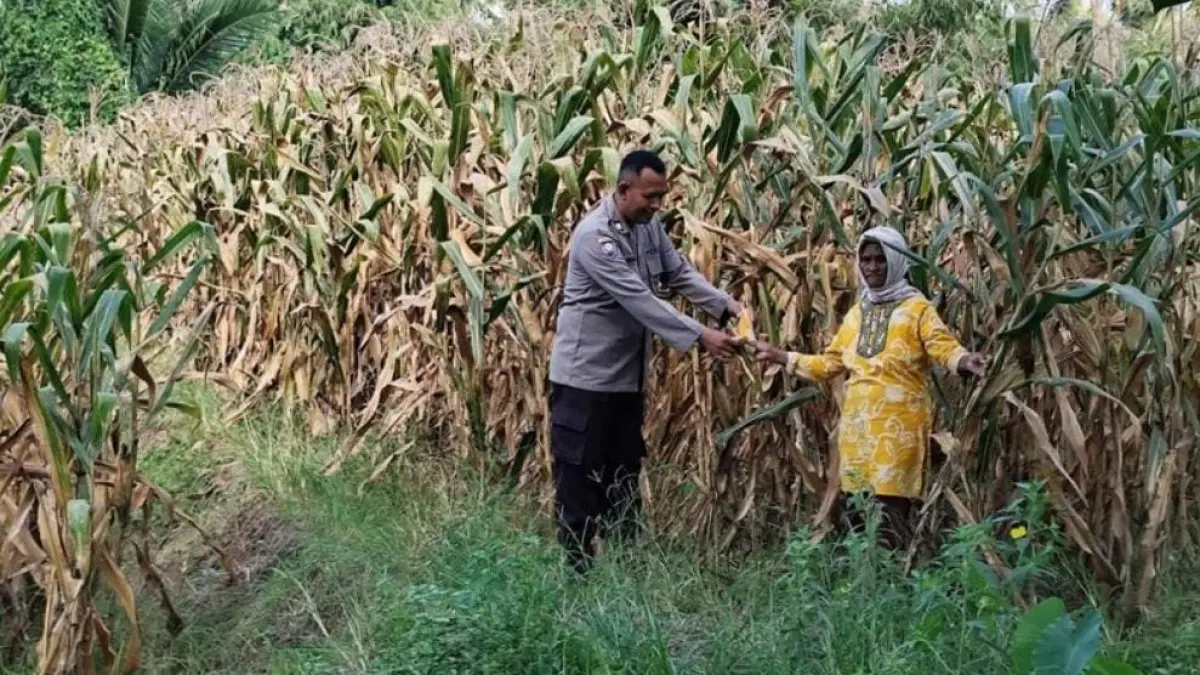 Bhabinkamtibmas Polsek Giri Polresta Banyuwangi mendampingi panen jagung petani di Desa Jambesari. (Istimewa)