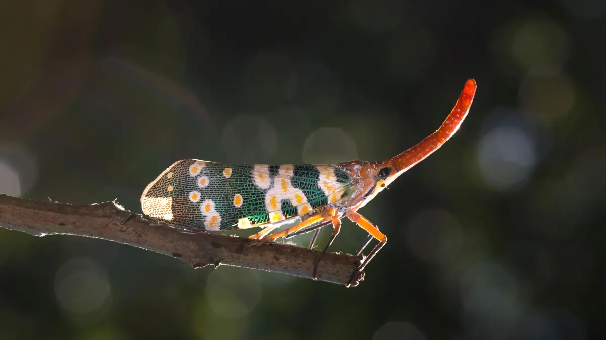 Lantern bug dikenal karena bentuk kepala unik dan warna tubuh mencolok. (Pexels/Quang Nguyen Vinh)
